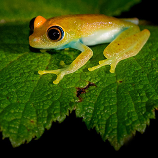 Andasibe - Green bright-eyed frog